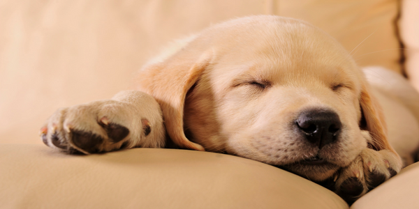 5 Life-Hacks to Adjust Your Spam Score…and a Puppy